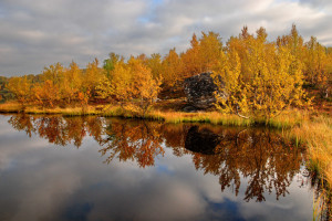 Карликовые берёзки у воды.